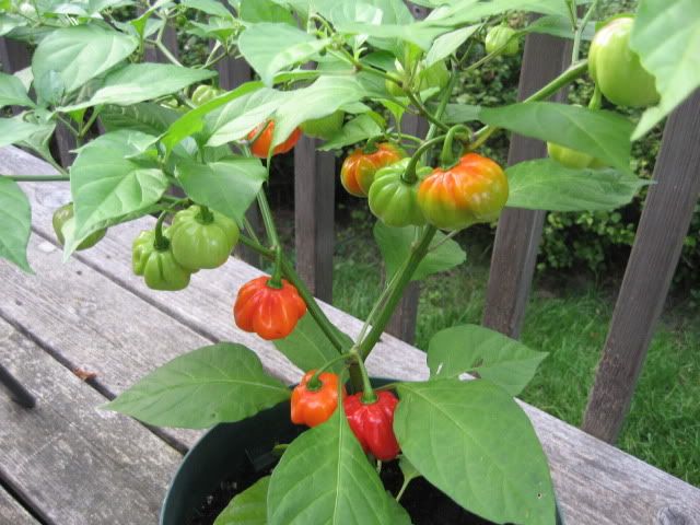 Bonnie Pepper
